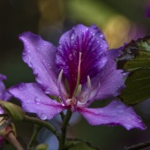 Roberta London - “Hong Kong Orchid” – www.robertalondonphotography.com