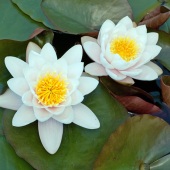 Kay McBeath - “Cozy Lilies” – www.artpickle.com