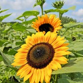 Charles E. Hall - “Sunflower 3” – www.charlesehall.com