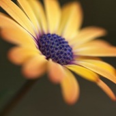 Joy Watson - “Warm as Daisy” – www.redbubble.com/people/bubbleblue?ref=account-nav-dropdown&asc=u