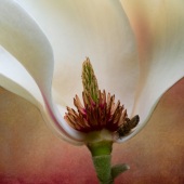 Christina Brunton - “Magnolia Slice” – www.christinabrunton.com