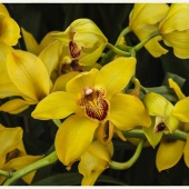 Barbara Leven - “Symphony in Yellow” – www.barbaraleven.com