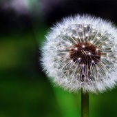 Jennifer Orhélys - “Dandelion 1” – www.jennifer-orhelys.com