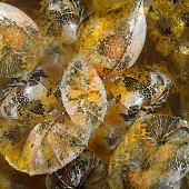 Ilona Surrey - “Goldpion” – www.ilonasurrey.com