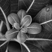 Peggy Jones Pfister - “Bud Bouquet” – www.rightrockimages.com