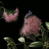 2nd Place – Linda Lunnon - “Bed of Blossoms” – www.lindalunnon.com