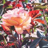 4th Place – Robin Manelis - “Abundant Beauty” –  www.robinmanelis.com