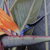 Hon. Mention - John Guiseppi - “Bird of Paradise” – www.johnguiseppi.com