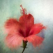 10th Place – Lyn Darlington - “Dreaming of Summer!” – www.sabvaningphotoart.com