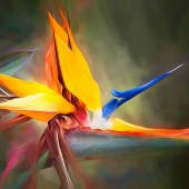 1st Place – Karen Sirnick - “Bright and Bold” – www.ktsirnick.smugmug.com