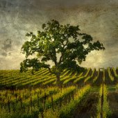 4th Place – Peggy Curtis - “Lone Tree” – www.peggyphoto.com