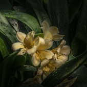 6th Place – Ron Santini - “Yellow Clivia” – www.ronsantiniphotography.com
