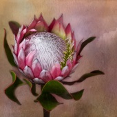 7th Place – Christina Brunton - “Waratah” – www.christinabrunton.com