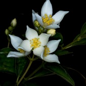 8th Place – Don Jacobson - “Mock Orange, Philadelphus Lewisii” – www.donjacobsonphoto.com