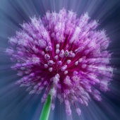 9th Place – Maureen Ravnik - “Burst of Allium” – www.maureenravnik.crevado.com