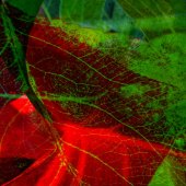 Hon. Mention - Athalie Taylor - “Autumn Leaves” – www.artboja.com/art/eka9sg