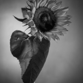 Hon. Mention - Silvija Treice - “Sunflower” – silviat@latnet.lv
