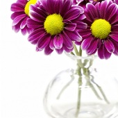 Hon. Mention - Peggy Jones Pfister - “Happiness” – www.rightrockimages.com