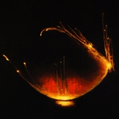 Carolyn Adams – “Enlightenment” - www.carolynadams.artspan.com/