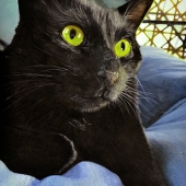 Cher Pruys – “Boo” - www.artbycher.ca