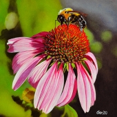 Cher Pruys – “Cone Flower” - www.artbycher.ca
