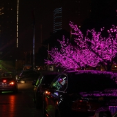 Gilbert (1) Img #2 Changsha Night China