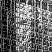 Wiesner (1) Img #2  Zebra