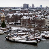 Duke (1) Img #1  Amsterdam Netherlands