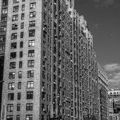 Shepherd (1) Img #3  AC NYC USA