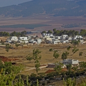 Duke (1) Img #4 Nurit, Israel