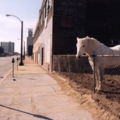 Widner (1) Img #1  Urban Pasture