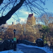 Boze (1) Img #1 Central Park Winter 2018