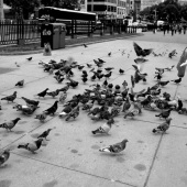 Jo Scheder - “Friends, Boston Common” – jscheder67@gmail.com