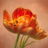 Susan Paradise-Burke - “Arms Wide Open” – http://paradisephotography.vistaprintdigital.com/