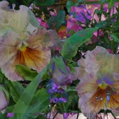 Y. Hope Osborn – “Pent-House Pansies” – http://www.artworkarchive.com/profile/YHopeOsborn