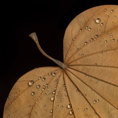 Barry Seidman - “Tree Trash #12” – https://barry2130.wixsite.com/seidman-2