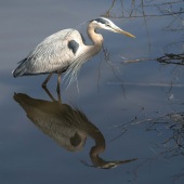 Ronald Santini - “Heron anticipating its Next Meal” – http://www.ronald-santini.pixels.com/