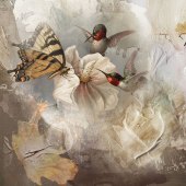 Carol Abel - “Butterfly and Hummingbirds” – https://flickr.com/photos/cabelcat/