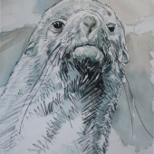 Theodore Heublein - “Antarctic Fur Seal” – http://www.theodoreheubleinart.com/