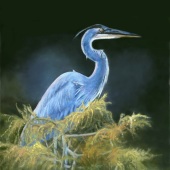 Sue Kroll - “Great Blue Heron” – http://www.sues-art.com/