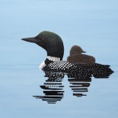 Sandy Moser - “Go Faster, Momma” – https://sandymoserart.ca/