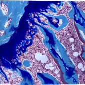 Kelly Morgan - “Expansion (Bone Growth)” – https://sites.google.com/eckerd.edu/kellymorganvirtualthesis/home