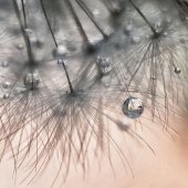 Denise McDermott - “Dandelion-drop1” – http://www.imagesbydenise.net/