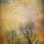 Parvathi Kumar - “Winter Mood” – http://www.parvathikumar.com/