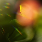 Terry Vitacco - “Vitacco Prism Flower” – http://terryvitaccophotography.com/
