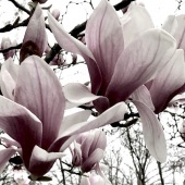 Marion Costa - “Melancholy” – http://www.instagram.com/costamarionz