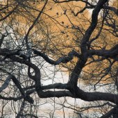 Daniel Rothenberg - “Tree Dancer” – drothen1@mail.naz.edu