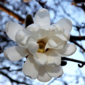 Kimmary I. MacLean - “Star Magnolia” – http://www.kimmaryimaclean.me/