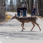 Barbara Smits - “Waiting for Deer to Cross” – http://www.onwfrontiertours.com/