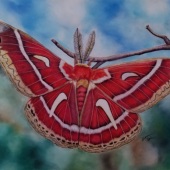 4th Place – Shannon Bolen - “First Visitor in Weeks” – shannonbolen73@yahoo.com